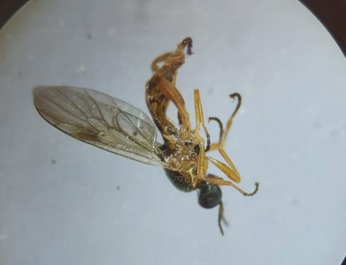 Chorisops tunisiae